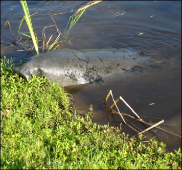 Colony Cove 55+ Mobile Home Park - Manatees in Lagoon